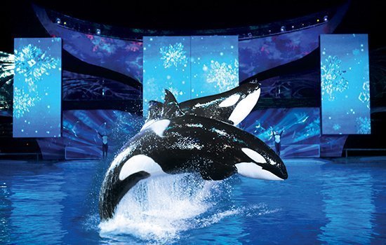 Shamu Christmas