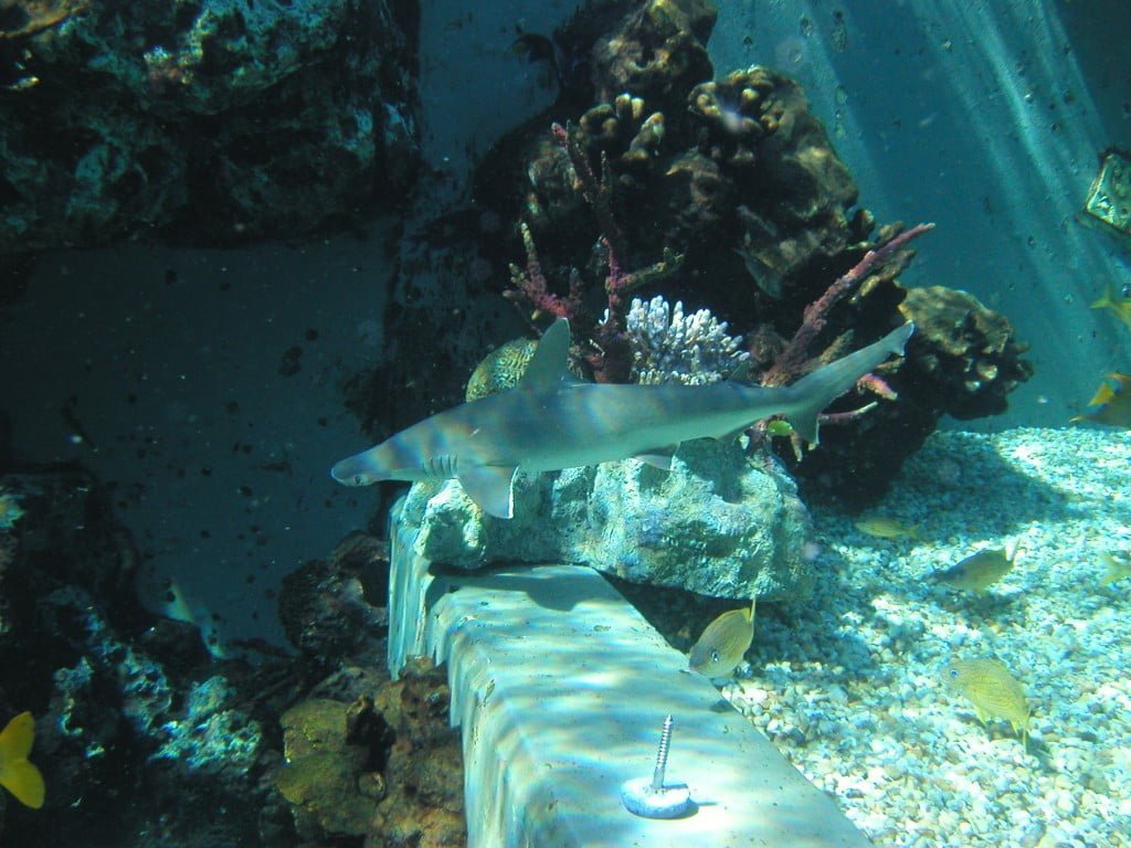 Tubarão no Typhoon Lagoon