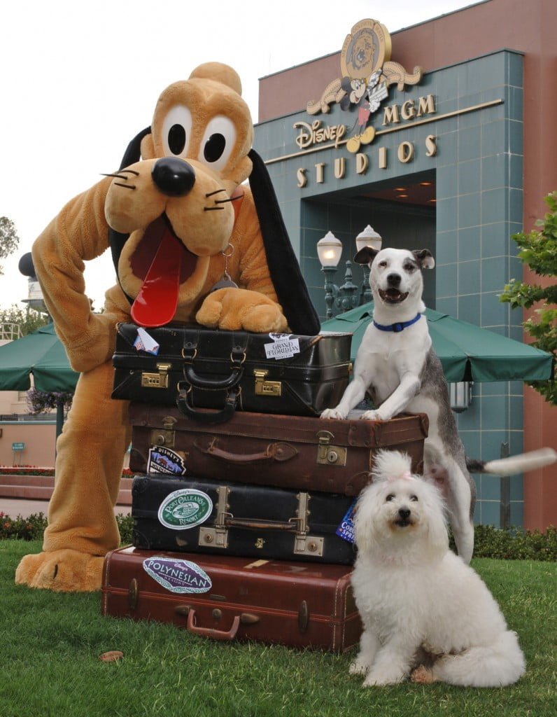 Pluto and canine pals at Disney World Pluto no hollywood studios
